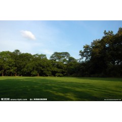 藍天草坪