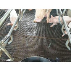 養(yǎng)豬網(wǎng)